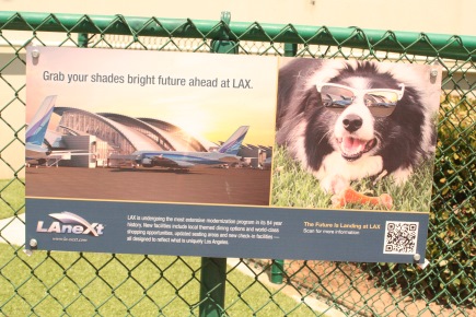USA welcomes ‘wretched refuse’—three unwanted Greek street dogs