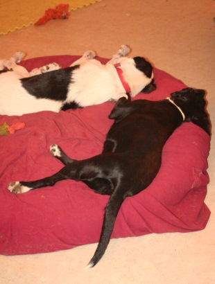 Agapi and Julia sleep too much. Bo-ring. Photo: Katerina Lorenzatos Makris