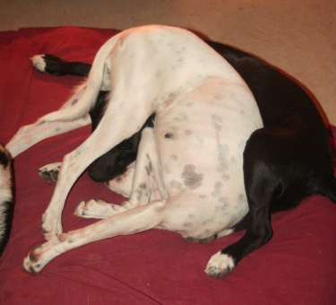 Despi the Canine Pretzel:  Contortionist dog wants to play (Photos)