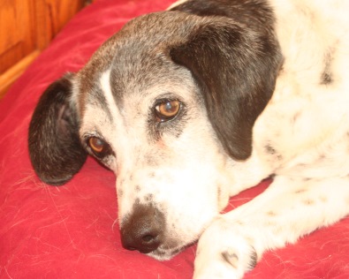 Dio glued himself to his bed after we got home from vet, too dizzy to stand up / Photo: Katerina Lorenzatos Makris