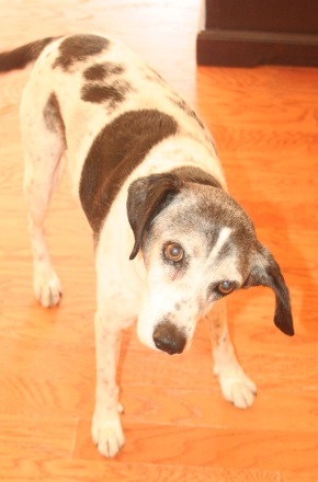 Is your dog acting drunk? Vestibular disorder might be the reason