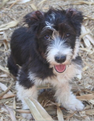 When you’re this adorable, you can get away with shredding a sofa cushion, as Plato did during the ten minutes I left him and his brothers alone in the living room one evening when they were pups. Nonetheless, am I glad I found them in trash bin where someone had dumped them at just two weeks old? Wouldn’t trade them for the world. / Photo: Katerina Lorenzatos Makris