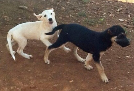 Noah and Kyla frolic in the kind care of Julia and Keith Preston, unaware of the fun adventure lying just ahead / Photo: Julia Preston