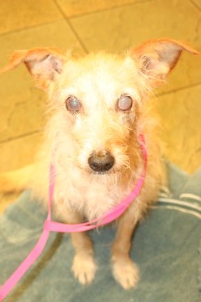Sympathy pains: Do you and your pet suffer from the same ailment?