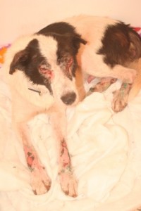 Agapi, one of our rescues in 2012, was ravaged by two different diseases and abandoned on the streets, looked fit for Halloween back then / Photo: Katerina Lorenzatos Makris