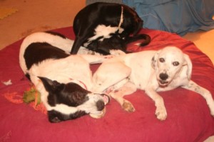 Agapi a year later, a whole lot healthier, goofing around with his foster sisters Julia (back) and Despi (right) / Photo: Katerina Lorenzatos Makris