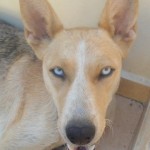 Storm, former 'ghost dog, will soon be on her way home. thanks to an international team of cooperation.