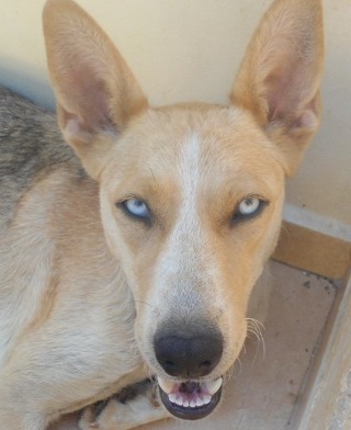 Rescue Diva sponsors freedom flight for Greek ‘ghost’ dogs