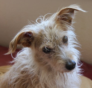 Dog’s mystery illness: Can you guess what it is?