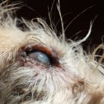 Inflamed area on the rim of her right upper eyelid.