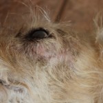 A bare patch under her left eye / Photo: Katerina Lorenzatos Makris