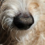 Her poor little nose is dry and chapped
