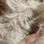 White flaky area on her ribs / Photo: Katerina Lorenzatos Makris