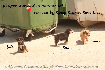 Rescuing the four ‘Alphabet Puppies’ abandoned at the island's Alpha Beta supermarket spring was very much an emergency. They wandered the busy parking lot where cars tried to dodge them. The Troianata dog's situation was severe, but not as urgent. (Only three of the four Alphabet Puppies are shown in this pic because the fourth, Alpha, a highly inquisitive young lady and the leader of the merry little band, was busy investigating a box of rubbish nearby.)