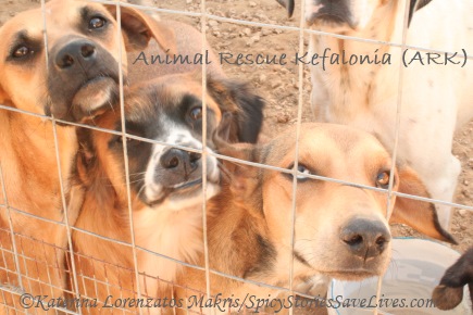 Just a few of the 300-plus dogs looking for love at Animal Rescue Kefalonia (ARK)