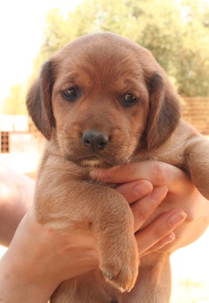 Rescue Diva donates to Kefalonia Animal Trust spay/neuter fund