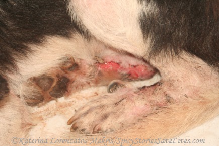 Lesions on street dog's hind paws