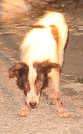 A bloody dog standing in the road: What do you do?