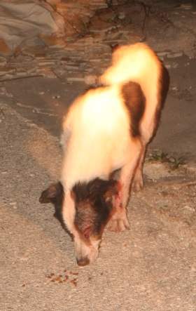 We tried to bribe him. Photo: RescueDiva.com