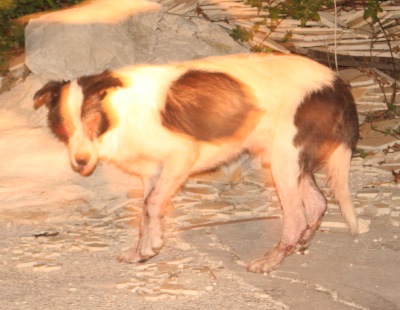 Finding a severely ill street dog turns rescuer’s life upside down