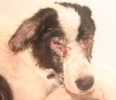 Bleeding lesions on face and ears Photo: Katerina Lorenzatos Makris