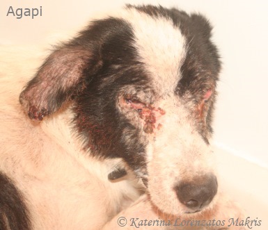 Horrible lesions on face and eyes dripped blood down to his cheeks and shoulders... a living nightmare for this angel