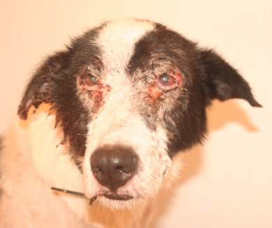 Bleeding lesions on a beautiful street dog Photo: RescueDiva.com
