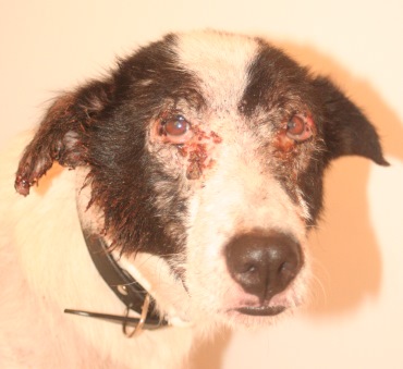 Agapi the day after rescue last year Photo: Katerina Lorenzatos Makris