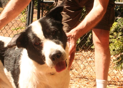 Vive la France! Reader’s email inspires animal issues writer to keep on typing