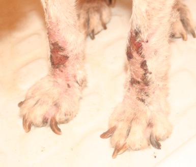 Lesions on legs Photo: Katerina Lorenzatos Makris