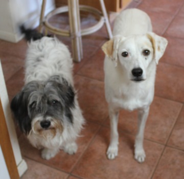 'Where are you going and why can't we go?' ~ (L-R) Periklis and Ajax Photo: Katerina Lorenzatos Makris