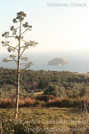 View of Avithos Bay and tiny Dias island from a lovely trail through the hills. Although it's one of the loveliest islands on earth, Kefalonia struggles with problems of animal abandonment, neglect, and cruelty. More education efforts and rescue resources are needed to combat them.