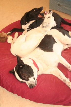 Three Kefalonian dogs neutered thanks to KAT now live the high life in California: Julia (top), former resident of Animal Rescue Kefalonia (ARK), Despi (middle), former resident of the island capitol Argostoli’s streets, and Agapi (bottom), former street dude from mountain village Troianata. Photo: Katerina Lorenzatos Makris
