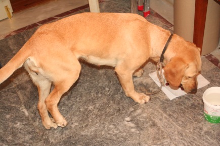 On the day after Christmas 2012, I saw Kali the streets of Kefalonia’s main town--skinny, shivering, dragging a chewed-off rope on her neck, and limping from a dislocated hip. This was her first meal at home. Now she’s princess in Denmark thanks to the Danish group Graeske Hunde who found her a wonderful home with adopter Annelise and her family. Photo: Katerina Lorenzatos Makris