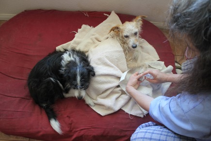 Cleaning and medicating Sophia (R) several times daily requires time, patience, and optimism. Kalypso (L) offers us moral support. / Photo: Katerina Lorenzatos Makris