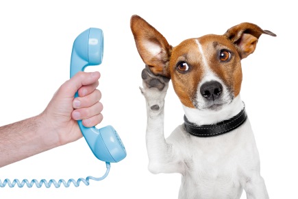 Dogs want to join the conversation? Photo: Bigstock