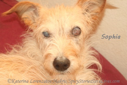Surprising diagnosis for ill dog