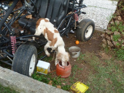 Rhea was injured, starving, pregnant, and tied up to an old dune buggy till Peter Lee rescued her. Photo: Peter Lee