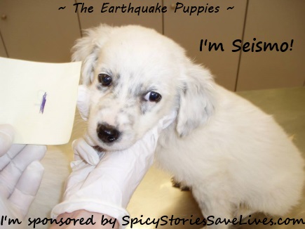 Earthquake Puppies: We’ve got new names!