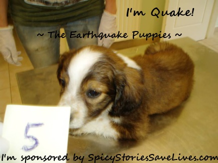 Quake! Photo: Peter Lee, Anta Papadatou