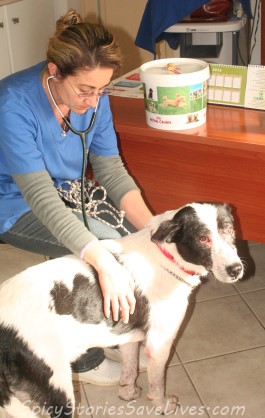 Caring and brilliant vet Dr. Amanda Micheletti with Agapi, who she saved from a nasty case of Leishmaniasis