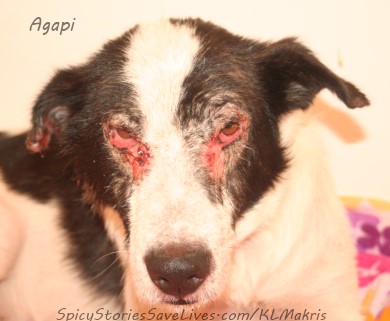 Street dog Agapi suffered from a raging case of Leish, exhausted and thin, with sparse, coarse fur and bloody lesions all over his legs, ears, and face.