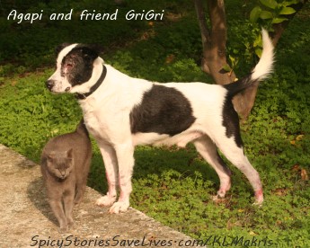 Agapi just a few weeks after treatment. His lesions started to heal. He felt stronger, peppier, and posed like a show dog!