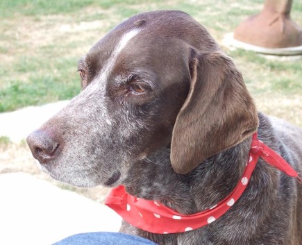 Life of French luxury for starved, crippled street dog: rescue success story, a decade later