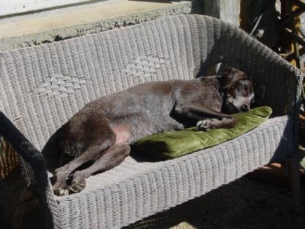 Claire napping on the Giggins' patio Photo: Pauline and Arnold Giggins