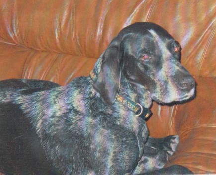 Claire resting on the Giggins' sofa Photo: Pauline and Arnold Giggins
