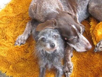 Claire enjoying a snooze in the sunshine with friend Zaza. Photo: Pauline and Arnold Giggins