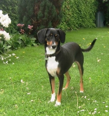 Another Spicy Success Story! Mandi (formerly Diamandi) was pregnant, sick, and alone on the streets of Kefalonia. Thanks to help from the fabulous group Graeske Hunde and the sponsorship of Spicy Stories Save Lives, she is now a Danish princess in the loving arms of adopter mommy Gitte Kit Cordsen and the rest of her devoted family. Please help us save more like Rhea and Mandi. Subscribe to this site (free!) and buy our next romantic fiction Spicy Story (just a couple of bucks!) when it comes out. Thanks for caring! Photo: Gitte Kit Cordsen