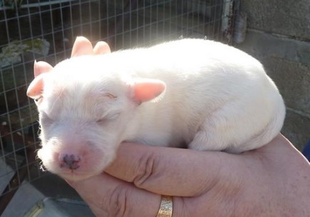 The desperate mom's puppies were born into loving hands. Photo: Anta Papadatou and Peter Lee