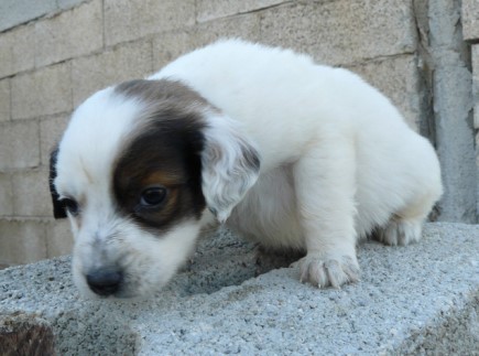 As the pups grew amidst the frightening shakes and rumbles of the earthquakes, their mom had her paws full trying to care for them. Photo: Anta Papadatou and Peter Lee